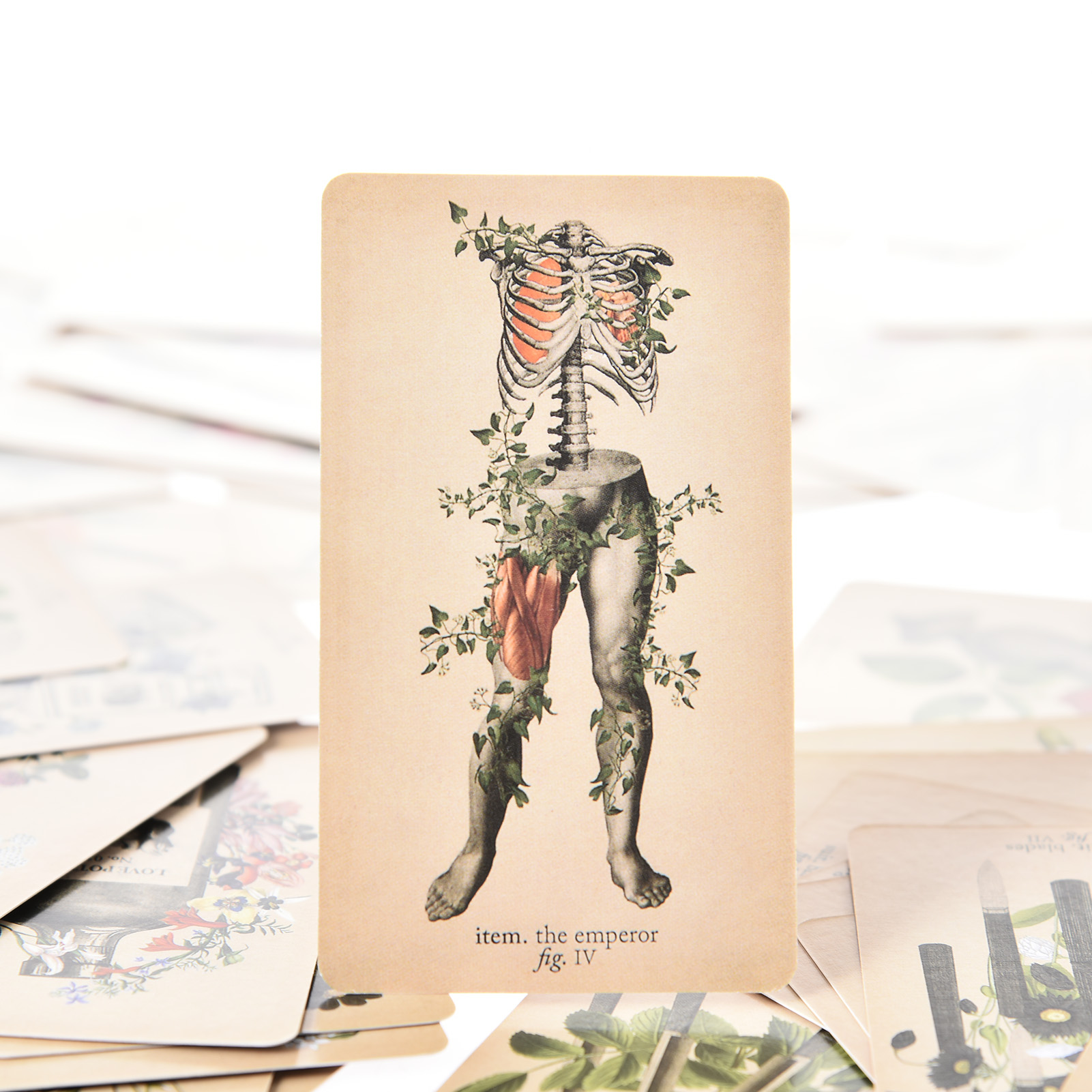 The Antique Anatomy Tarot Card - Board Game Oracle recension och pris